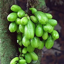 100 Fresh Green Bilimbi Seedss (Averrhoa bilimbi linn) Cucumber Tree