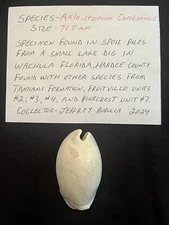 EXTINCT Fossilized COWRIE Shell ( Akleistostoma Carolinensis ) From Central Fl.