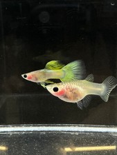 1 TRIO LIVE GUPPY FISH GLASS BELLY PINKU USA SELLER - 1 MALE 2 FEMALE