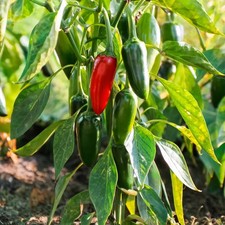 Chilli Pepper 'Kitchen Buddies Jalapeno' Plugs x5 - Medium Heat Classic Pot