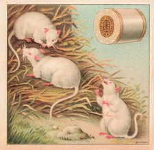 Antique J & P Coats Best Six Cord Thread White Rats Trade Card (2)
