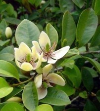 Magnolia figo,Michelia figo-Banana, Banana Shrub, Magnoliaceae 4 inch pot size