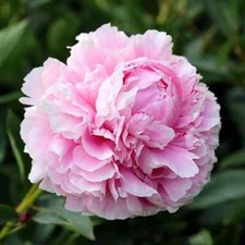 Peony Sarah Bernhardt 1 x  Bare Root Pale Pink Large Flowers Perennial Fragrant