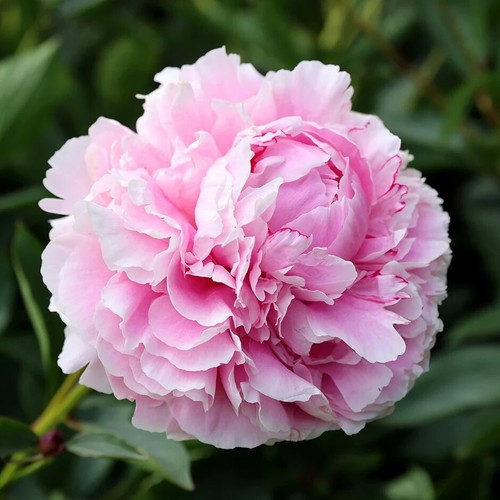 Peony Sarah Bernhardt 1 x Bare Root Pale Pink Large Flowers Perennial