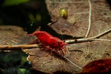 Live Freshwater  Shrimp - 20 High Grade Fire Red Cherry Shrimp - Neocaridina