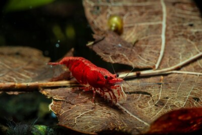 #ad #ad Live Freshwater Shrimp 20 High Grade Fire Red Cherry Shrimp Neocaridina $35.49