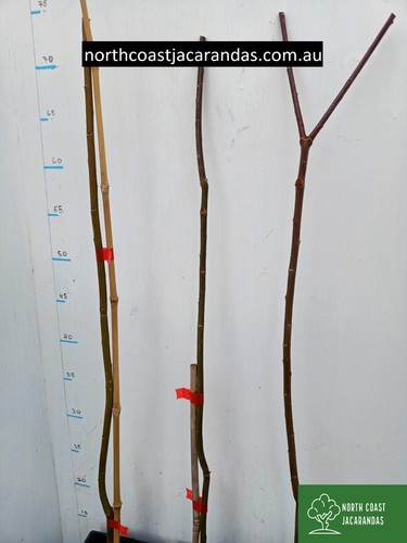 Weeping willows - Salix babylonica bare root ornamental bonsai - Picture 3 of 3