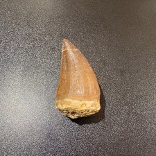 Large Mosasaur Tooth Fossil 53mm Genuine Morocco Cretaceous Display Specimen