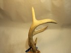 Whitetail Deer Antlers,  Deer Tag on Horn,  12 Inches Tall, 11 Inchs Wide, A — photo 3