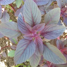 2000+ RED GARNET AMARANTH SEEDS - RED SPINACH | AMARANTH SEEDS , NON GMO - USA