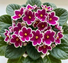 African Violet Plant - AV Warmth in the Soul - STD