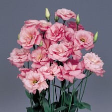 MPB 4 Lisianthus Seeds Echo Pink 50 Pelleted Seeds Flower Seeds