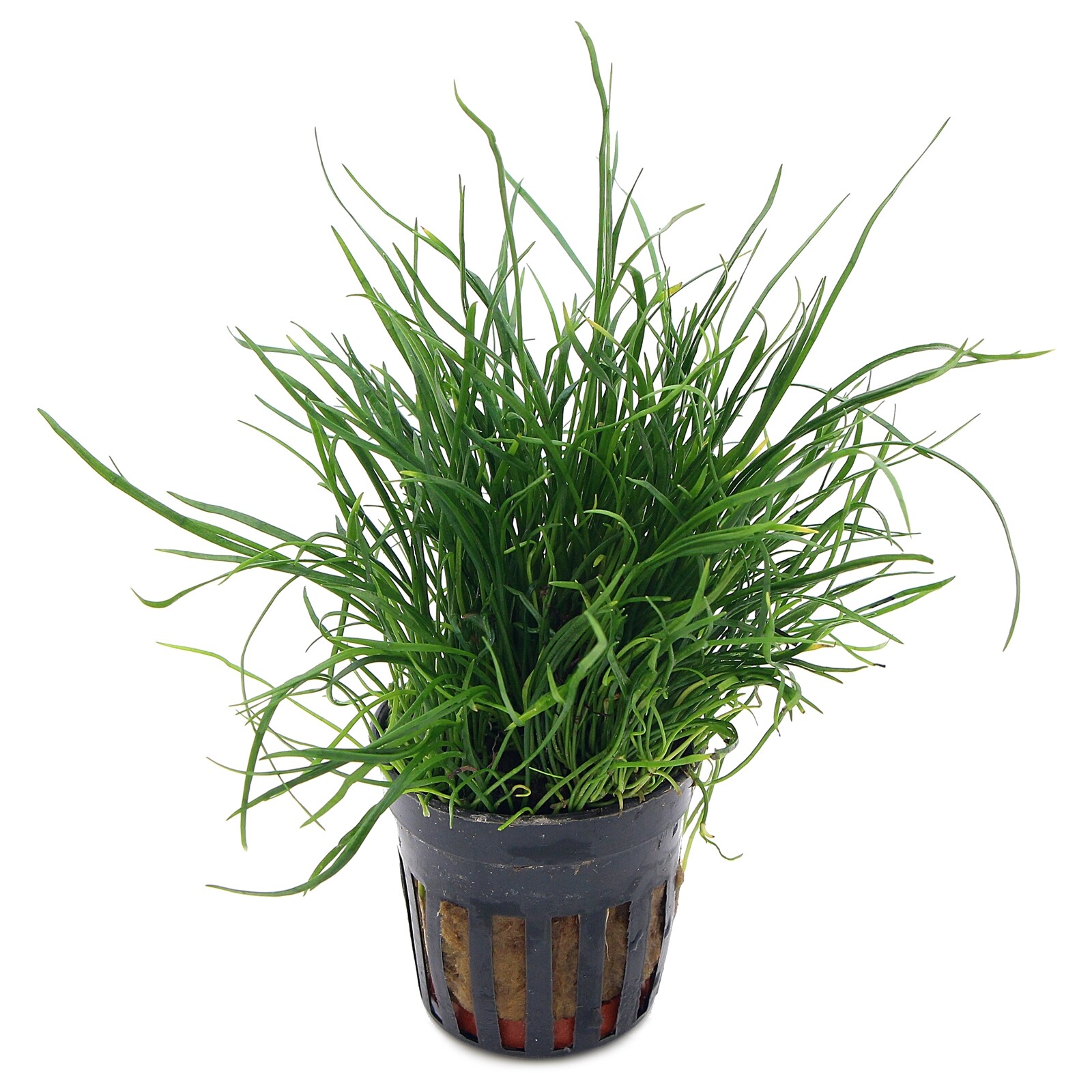 Lilaeopsis Mauritius Mauritiana Live Aquarium Plants Tropical Aquascaping K2AQUA