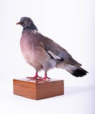 Taxidermy Bird Wood Pigeon Dove Colorful Real Stuffed Animal Standing mount