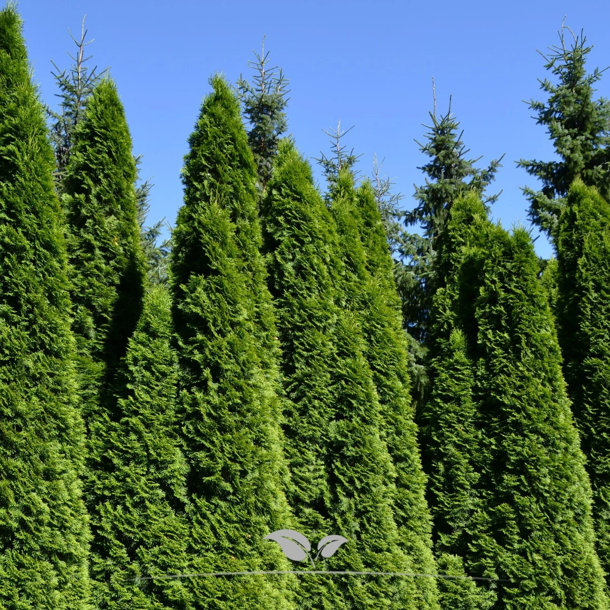 thuja englisch Junior Giant Thuja Tree