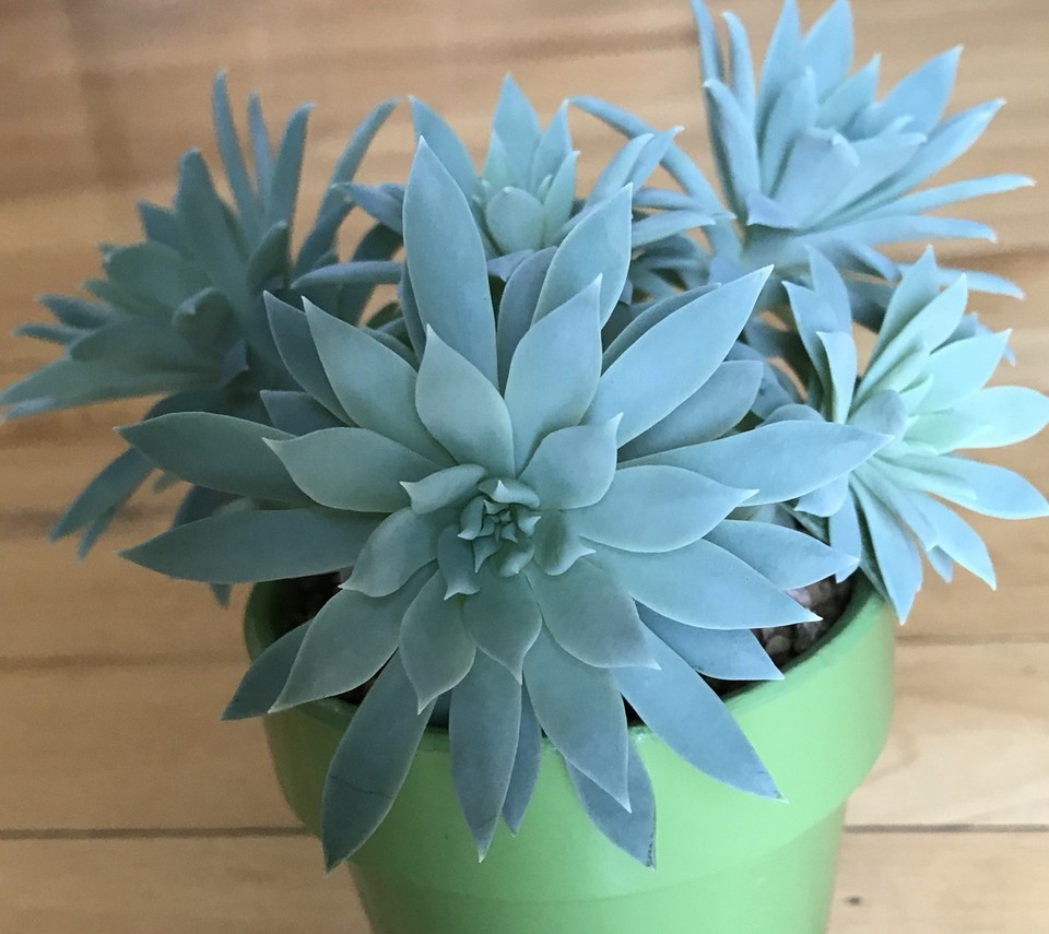 Assorted Succulent Cuttings Pack - 30 Fresh Cuttings, 15 Varieties (2-4 Inches)