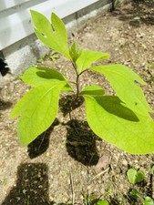 10 Organic Sassafras Tree Bare Root Ready To Plant & Thrive , Birds Bench garden