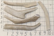 5 Deer Antler Dog Chew Treats