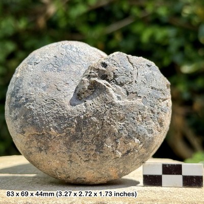 Seltener großer Sporadoceras muesteri Goniatit Fossil Ammonit Oberdevon