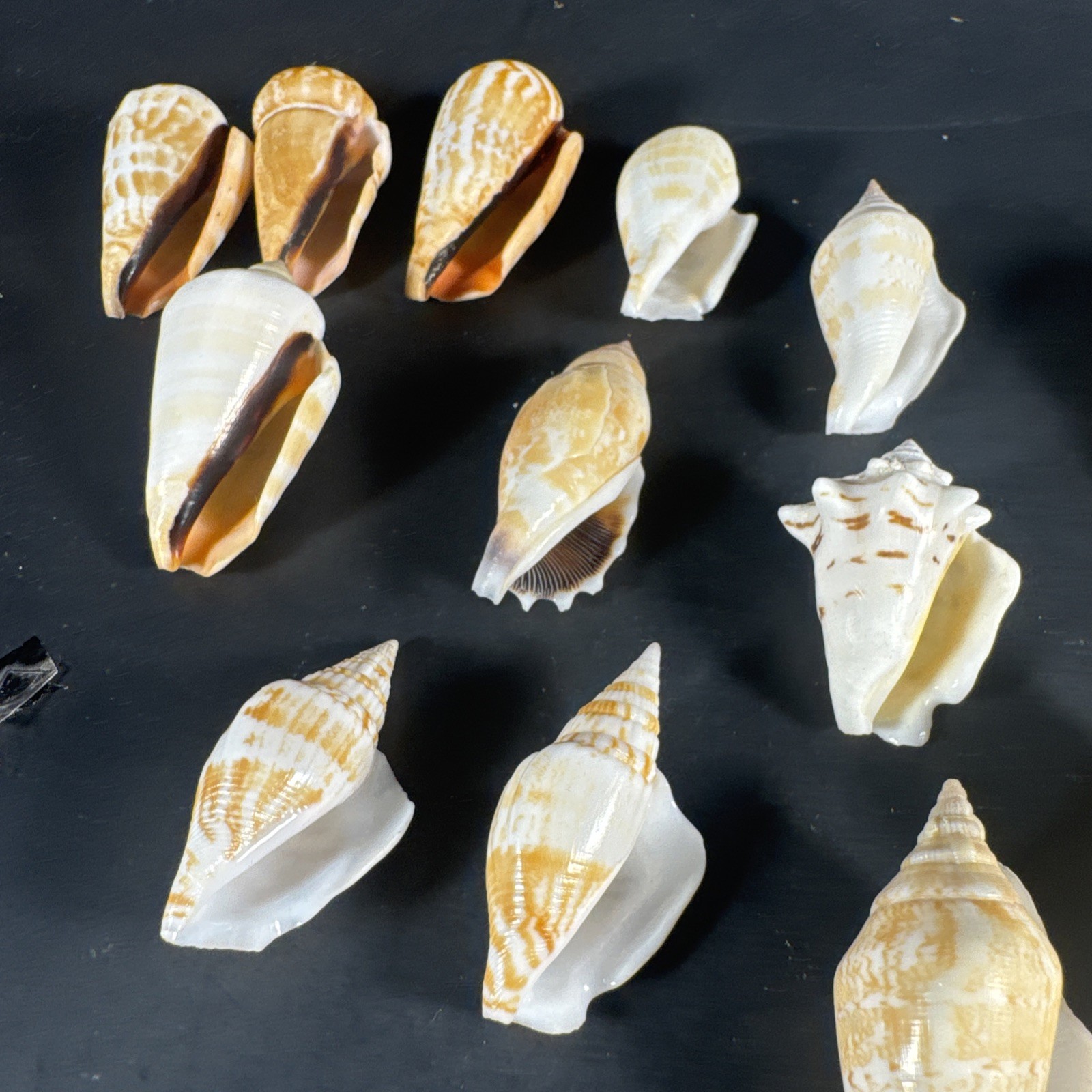 Strombus Shell Collection Sea Shells Lot Of 16 Shells