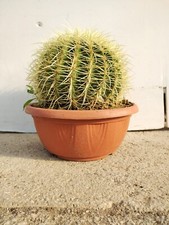 PLANTE ECHINOCACTUS GRUSONII oreiller de belle-mère cactus gras
