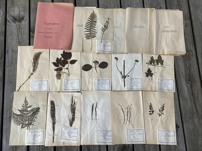   ALTES PROFESSIONELLES HERBARIUM 1939 11 BLÄTTER IDENTIFIZIERTE PFLANZEN ORT DATUM