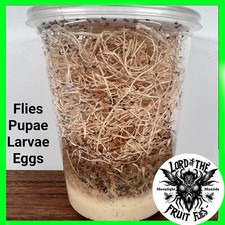 Fruit Fly Culture Small Fruit Fly: D. melanogaster - 32oz