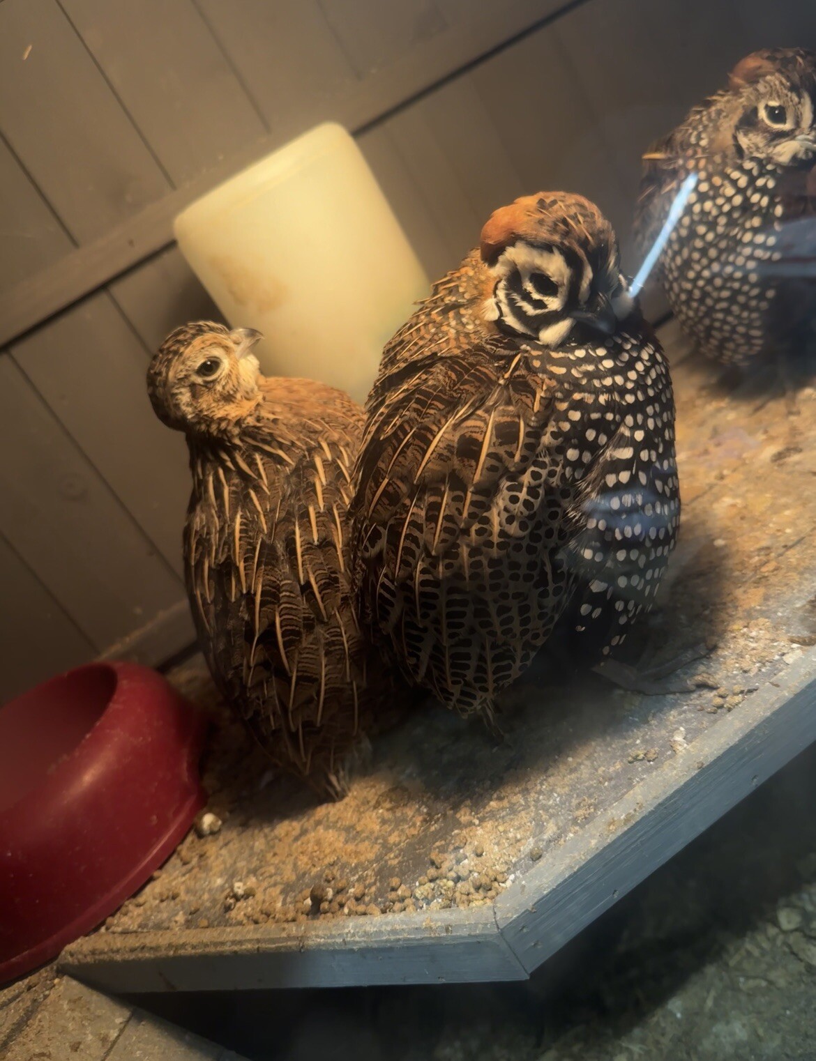 Mearns Quail Hatching Eggs Presale (6 Eggs) eBay