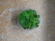 Dwarf Water Lettuce Pond/Aquarium Plants 1/4 cups portion