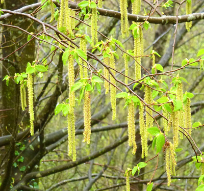 Ostrya carpinifolia 30-70cm -