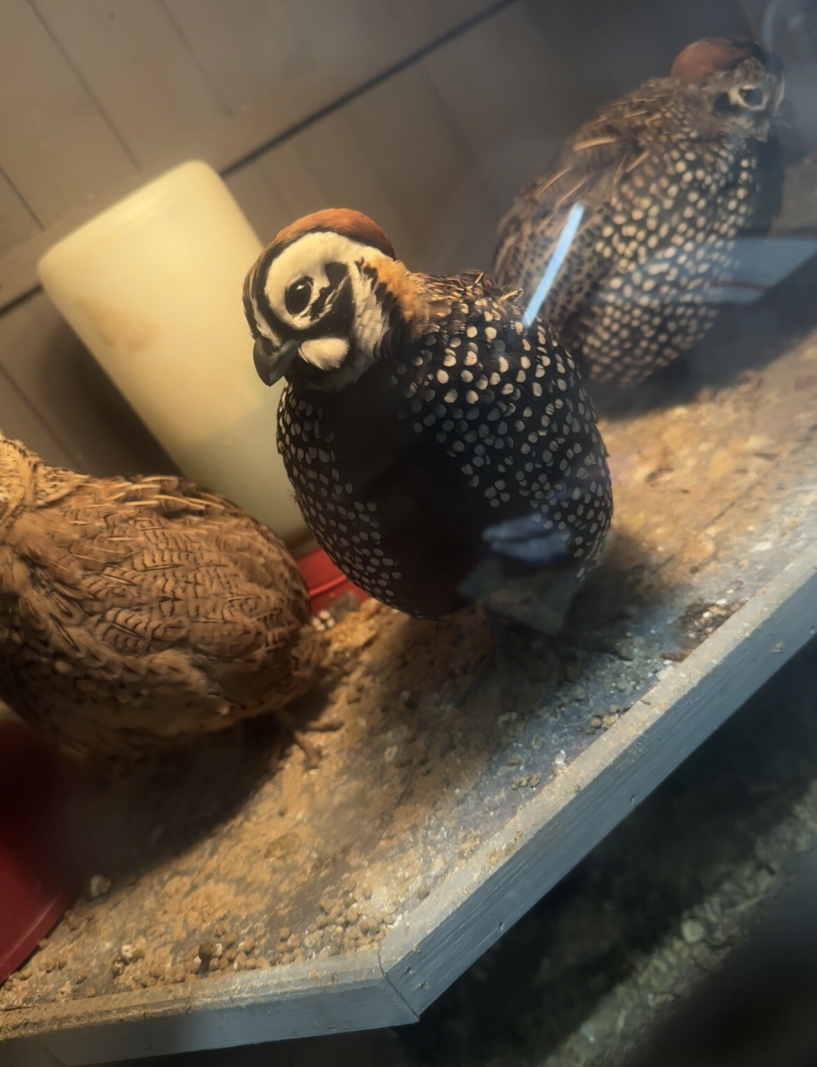 Mearns Quail Hatching Eggs Presale (6 Eggs) eBay