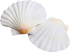 16Pcs Scallop Shells White Natural Sea Shells for Crafts 2.7-3.5 Inches Seashell