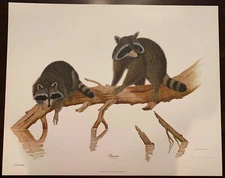 Wildlife Artist Jim Oliver Signed Raccoons 24x30 Litho Art Print Original 1973