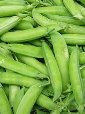 30 Count Little Marvel Pea - Non-GMO / Heirloom
