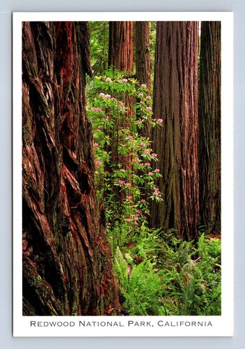 Redwood National Park California Postcard Unposted - 第 1/2 張圖片