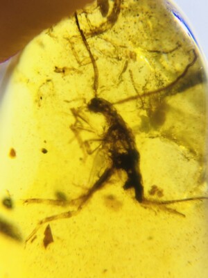 Cretaceous(0.45g cricket)Myanmar Amber insect fossil dinosaur age