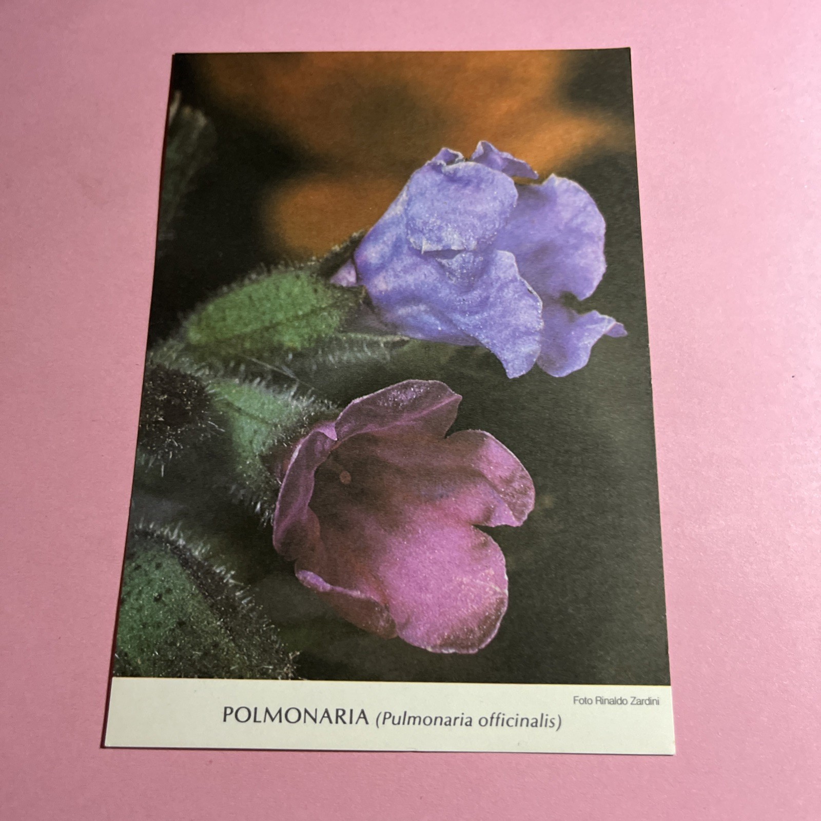 CARTOLINA A COLORI COLLEZIONE - POLMONARIA PULMONARIA OFFICINALIS - NON VIAGG