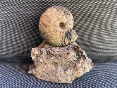Seltenes Trias Fossil Ammonoid in Matrix, unbekannt sp, Timor-Leste, Asien