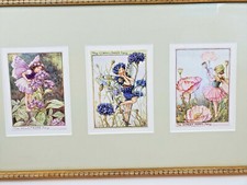Heliotrope Fairy, Cornflower fairy And Shirley Poppy Fairy Museum Glass & Frame