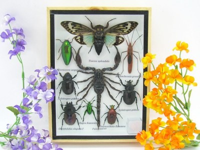 Unique piece - Real 3D prepared insects, showcase mural, museum quality a-m-67