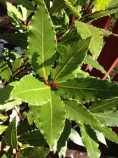 Bag of 15 Fresh Organic Bay Leaves British Natural Laurus nobilis Leaf British