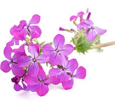 Wildflower Plants - Honesty - 2 x Full Plants in 9cm Pots