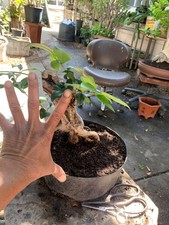 Ligustrum good for small size development