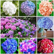 4x Hydrangea macrophylla Mix Varieties  XXL Jumbo Plug Plants - 24HR Dispatch