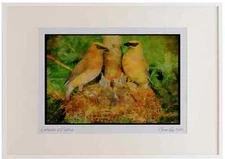 163035 Pair Of Cedar Waxwings With Young Watercolour Picture Frame Ltd Ed A3