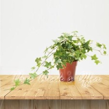 Pot of European English Ivy Garden Climber Hedera Hhelix Evergreen House Plant