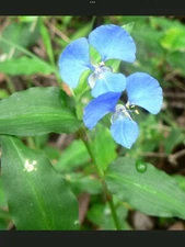 Blue Wandering Jew Day Lily Plant 5 Fresh Bare Rooted Plants