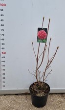 PLANTE D'AZALÉE MOLLIS-KNAPHLL POT 22 CM (photo réelle) MÉLANGE DE COULEURS