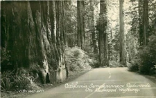 Real Photo Postcard California Semperviren Redwoods on Redwood Highway 1947