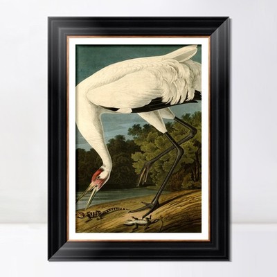 Framed Canvas Giclee Print Great White Heron#83 by John James Audubon Home Decor